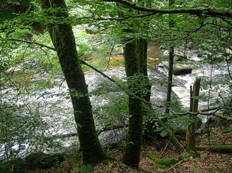 le saut du chalard